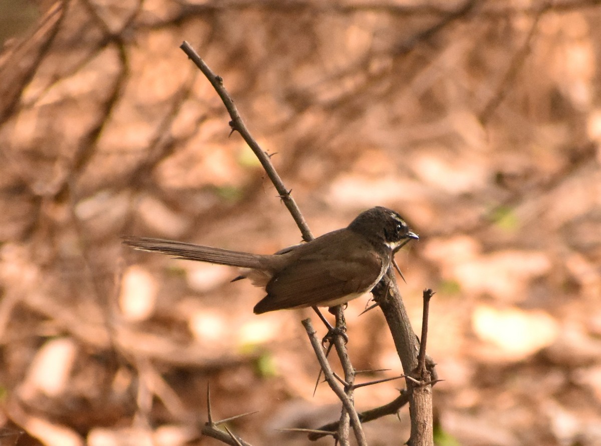 Spot-breasted Fantail - ML93661001