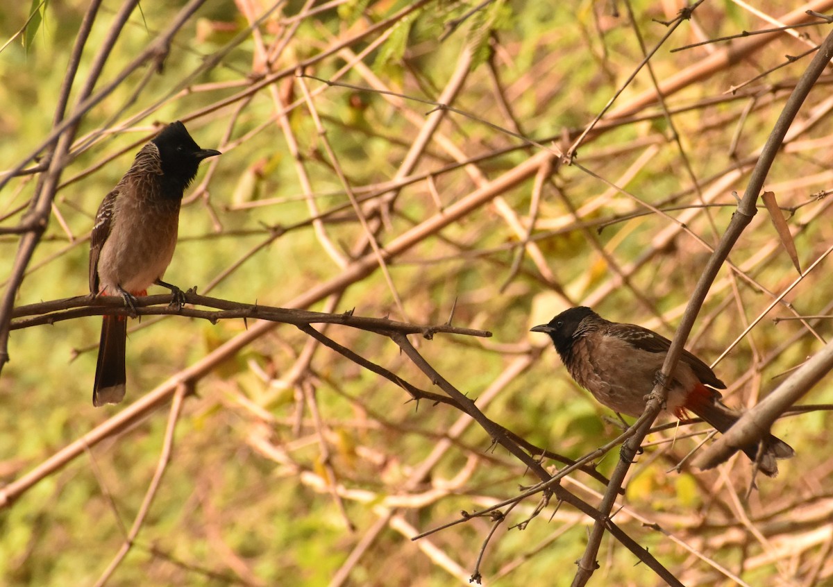 Red-vented Bulbul - ML93661491