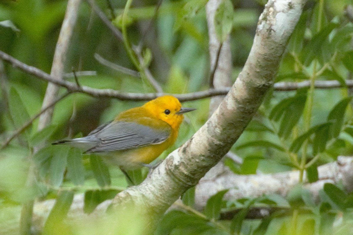 Prothonotary Warbler - Ann Satterfield