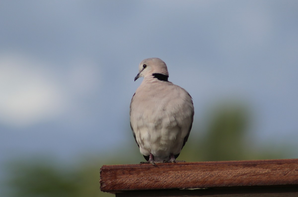 Ring-necked Dove - ML93675001