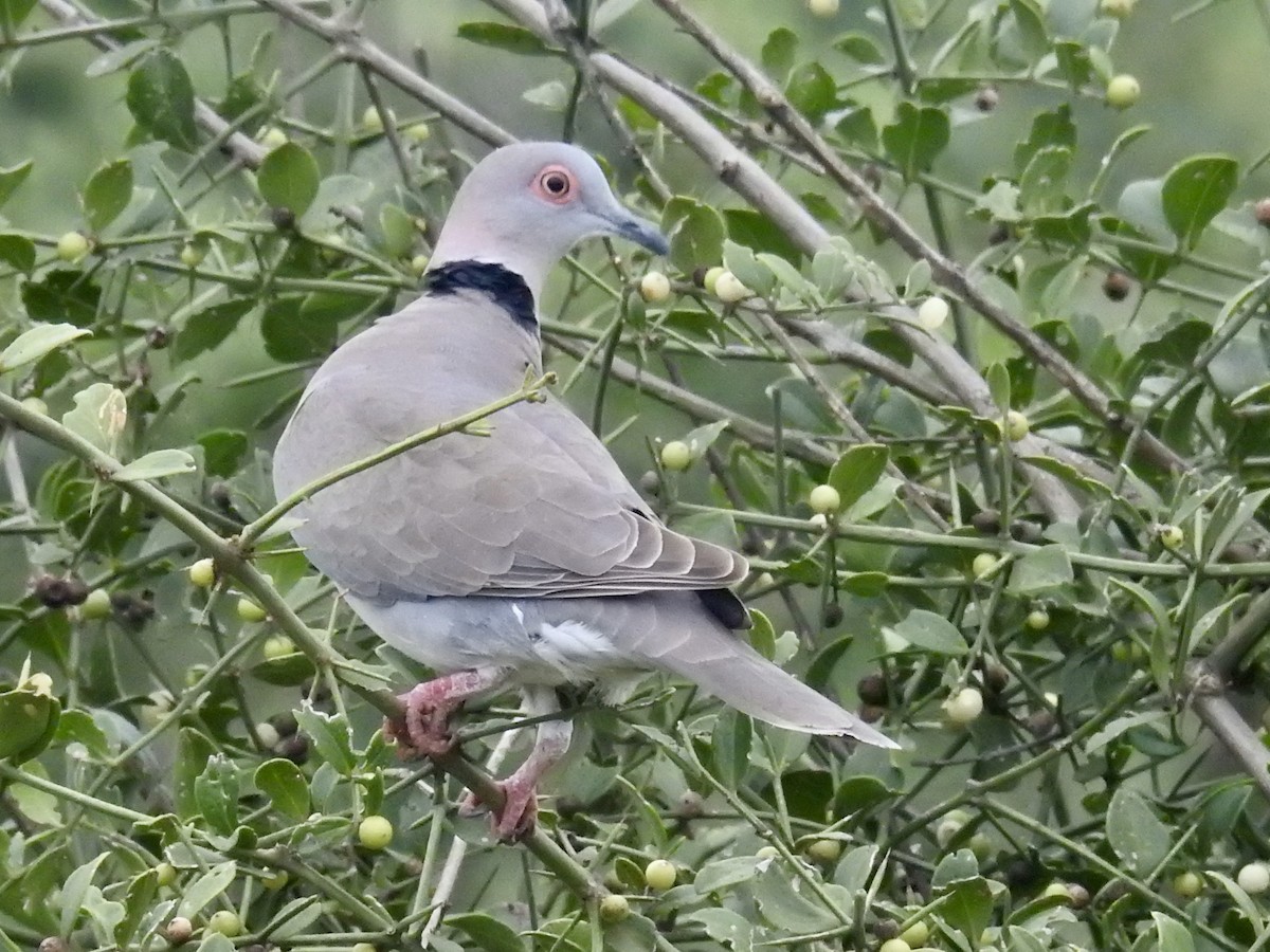Mourning Collared-Dove - Nick Hudson