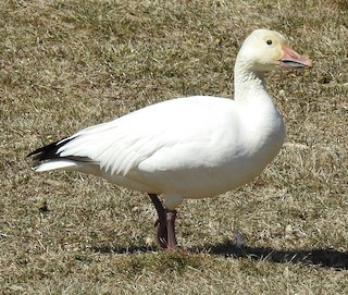Snow Goose, ML93678131