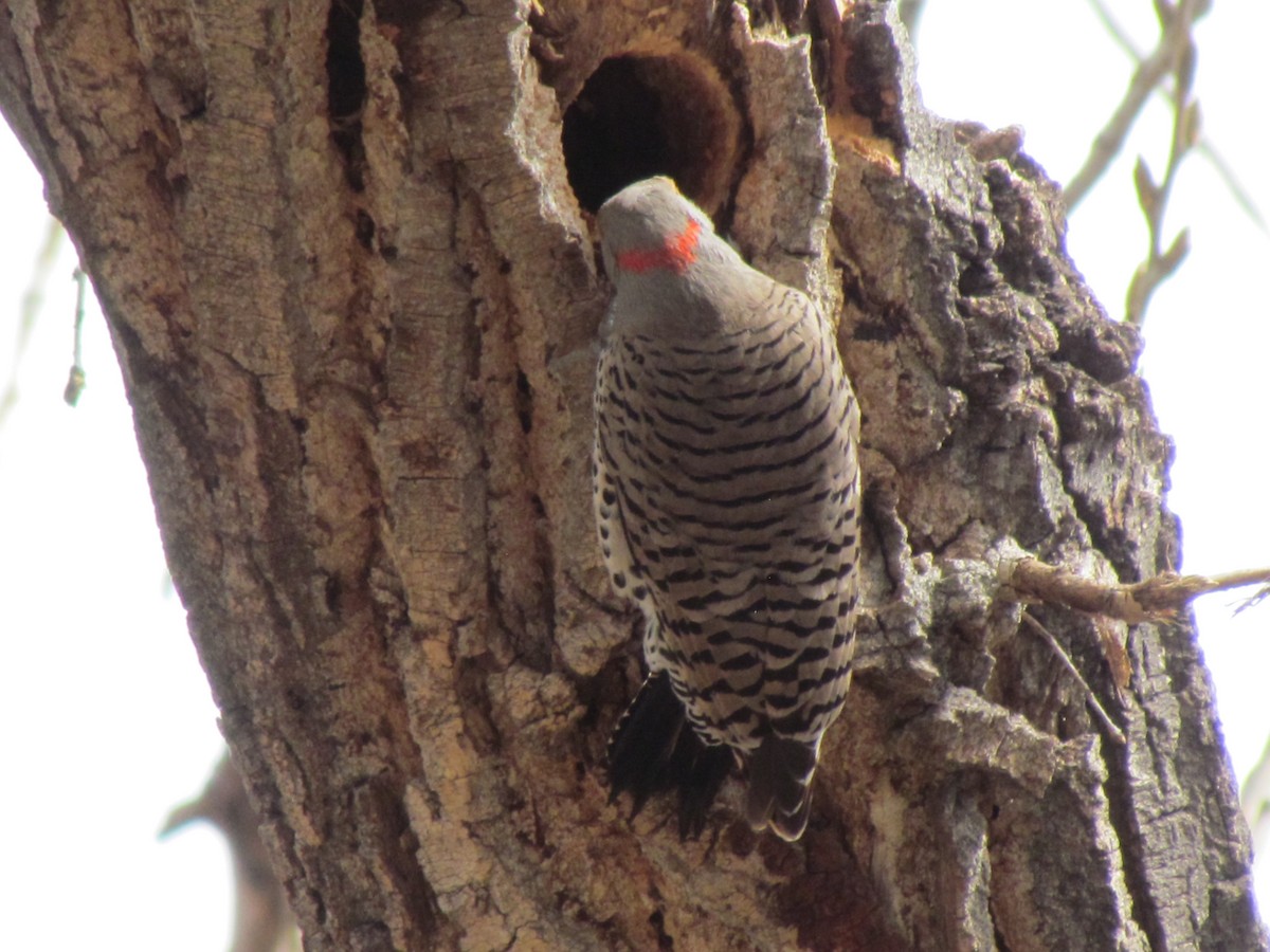 Northern Flicker (Yellow-shafted x Red-shafted) - ML93679511