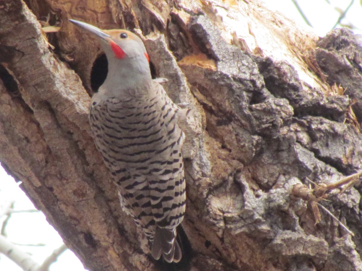 Northern Flicker (Yellow-shafted x Red-shafted) - ML93679521