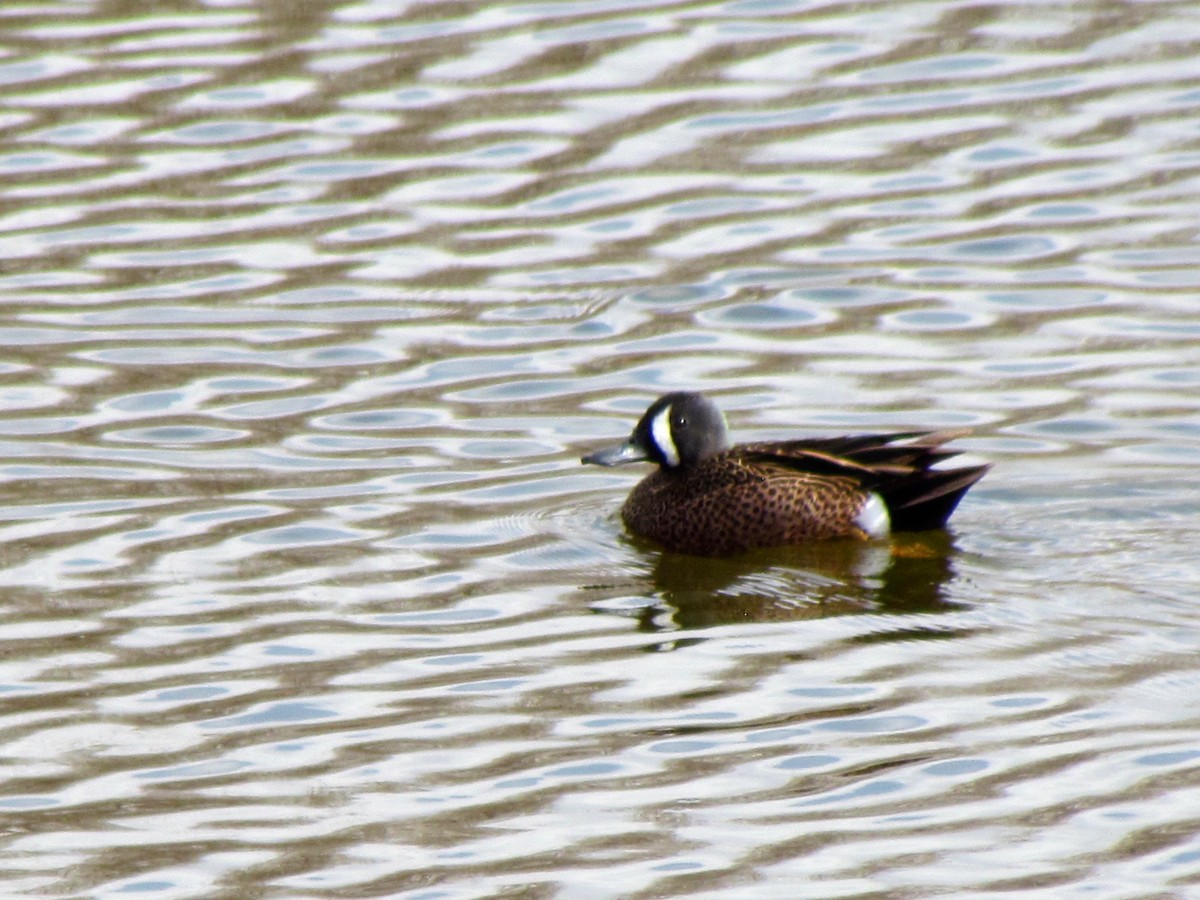 Blue-winged Teal - ML93680211