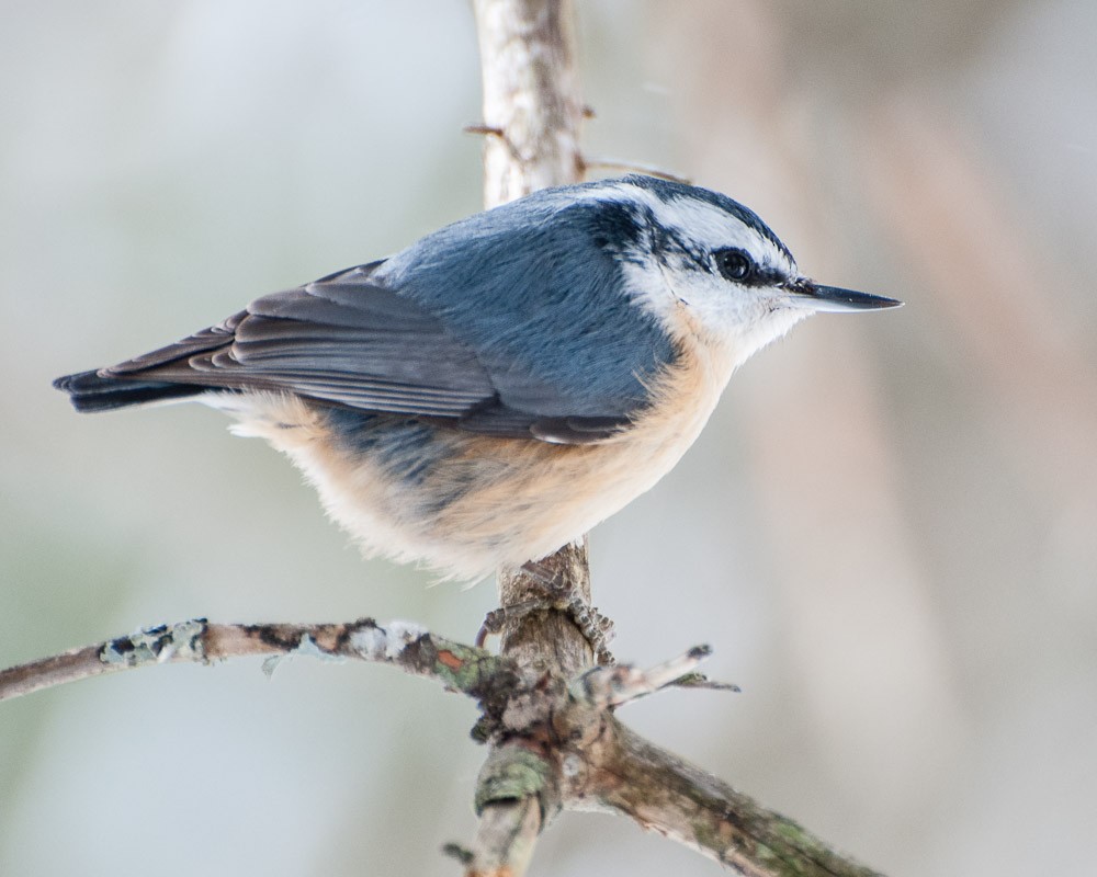 Red-breasted Nuthatch - JW  Mills