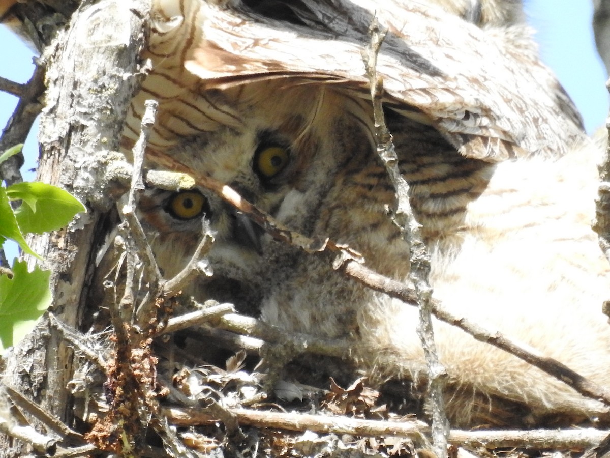 Great Horned Owl - ML93681301
