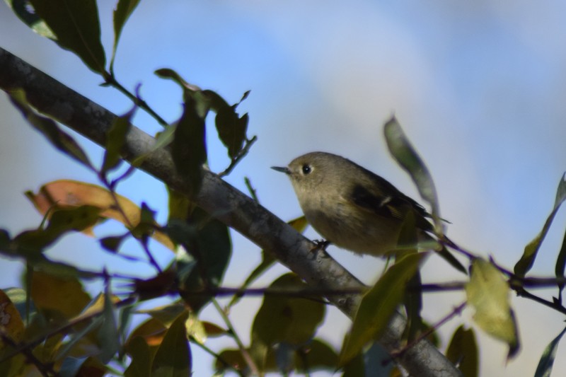 Ruby-crowned Kinglet - Avery Campbell