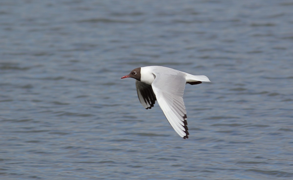 Mouette rieuse - ML93689661