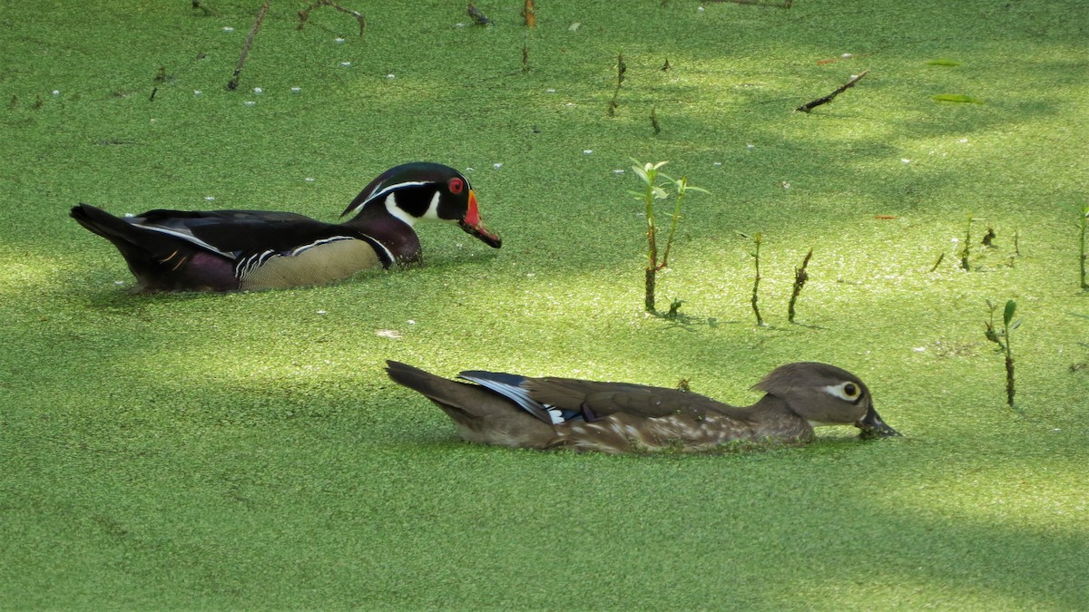 Wood Duck - Susan Young