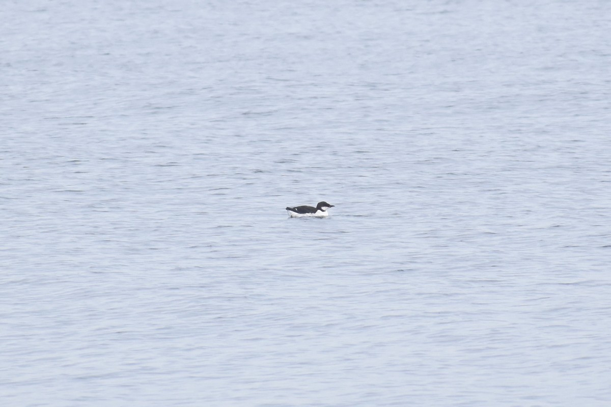 Thick-billed Murre - ML93693331
