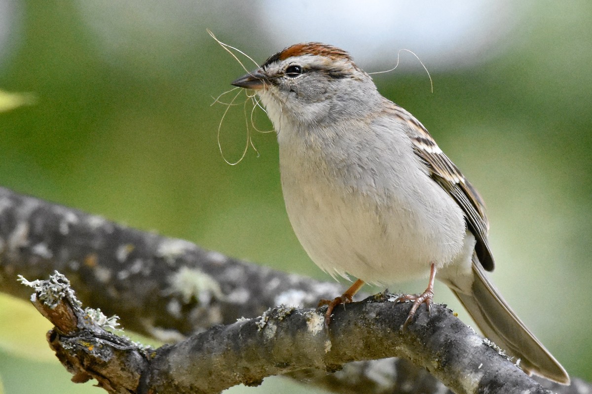 Chipping Sparrow - ML93694411