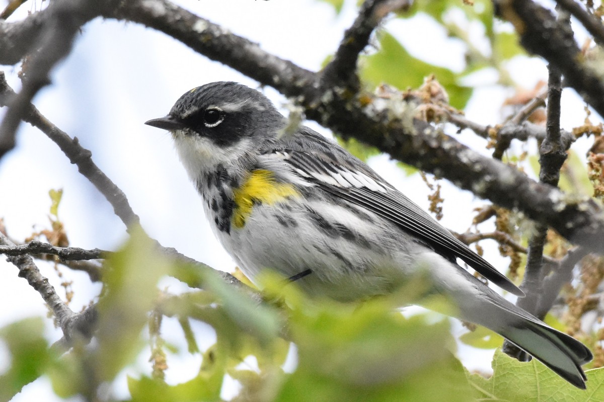 Yellow-rumped Warbler (Myrtle) - ML93694701