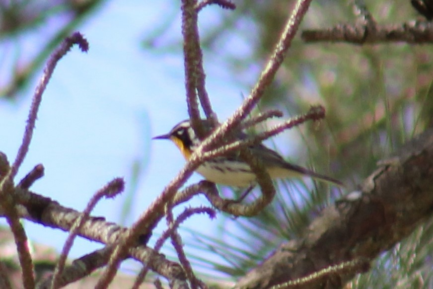 Yellow-throated Warbler - ML93695371