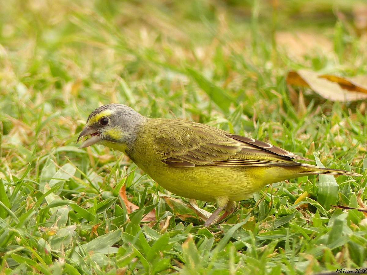Yellow-fronted Canary - Micheline Bisson