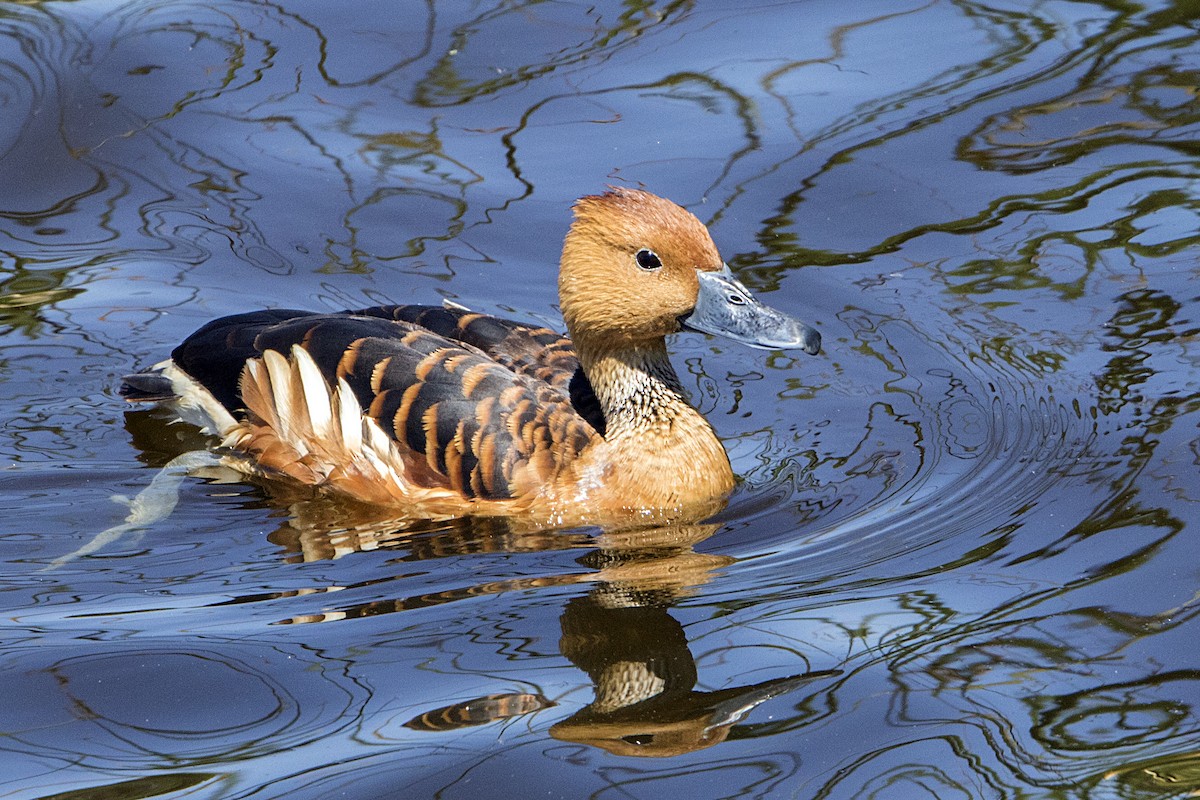 Fulvous Whistling-Duck - ML93701601