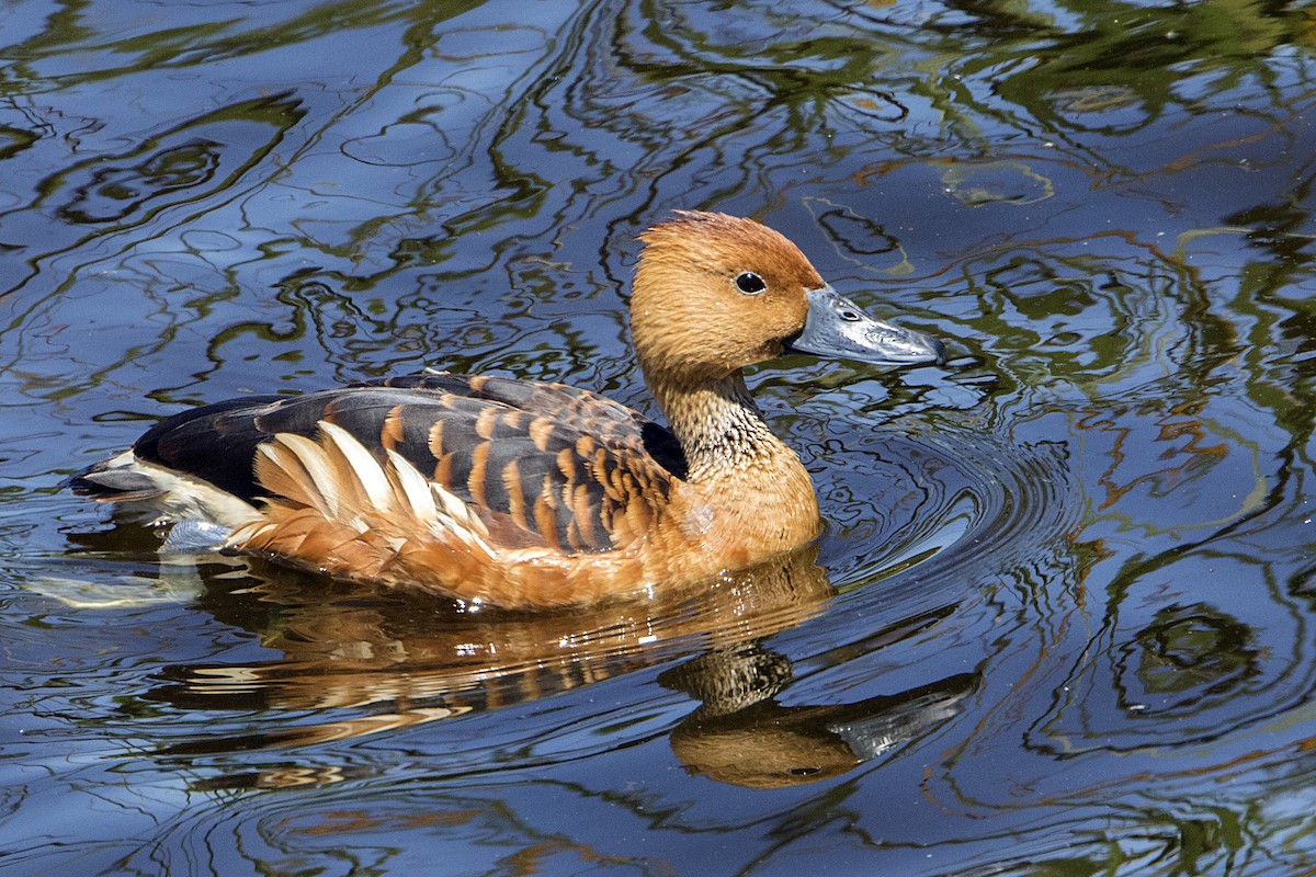 Fulvous Whistling-Duck - ML93701701