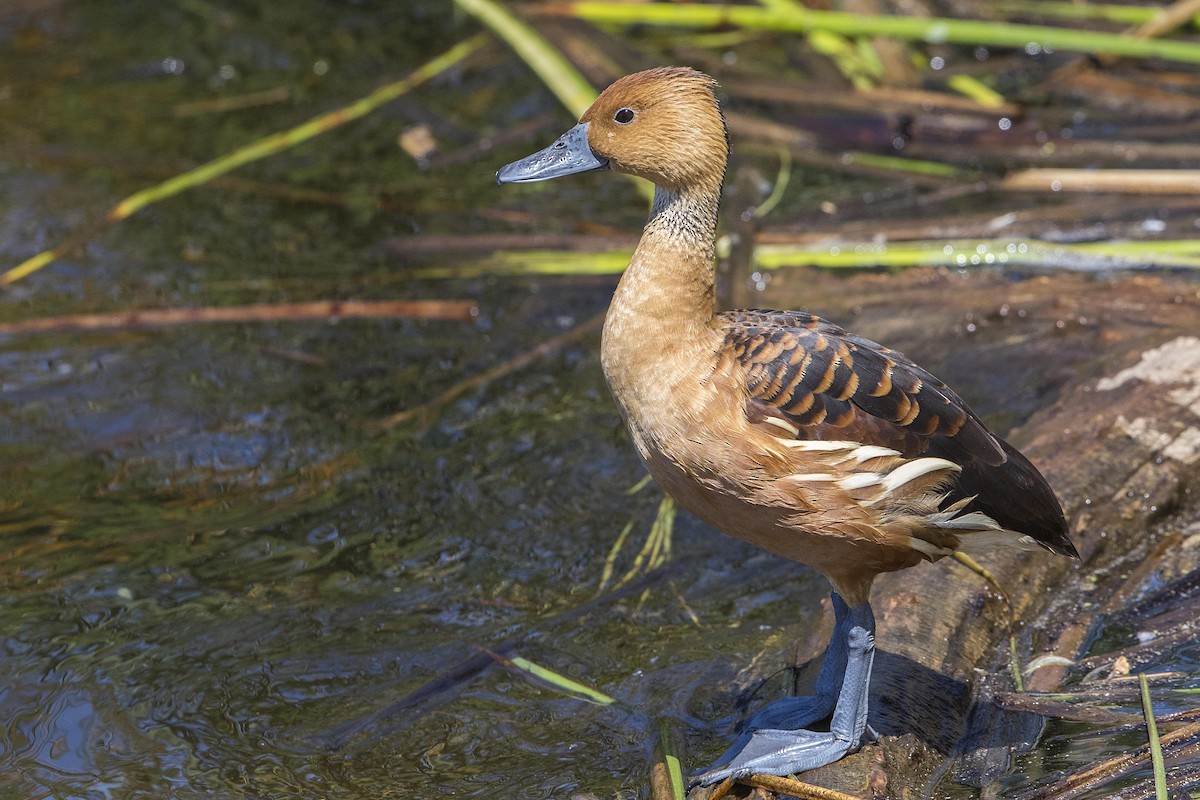 Fulvous Whistling-Duck - ML93701711