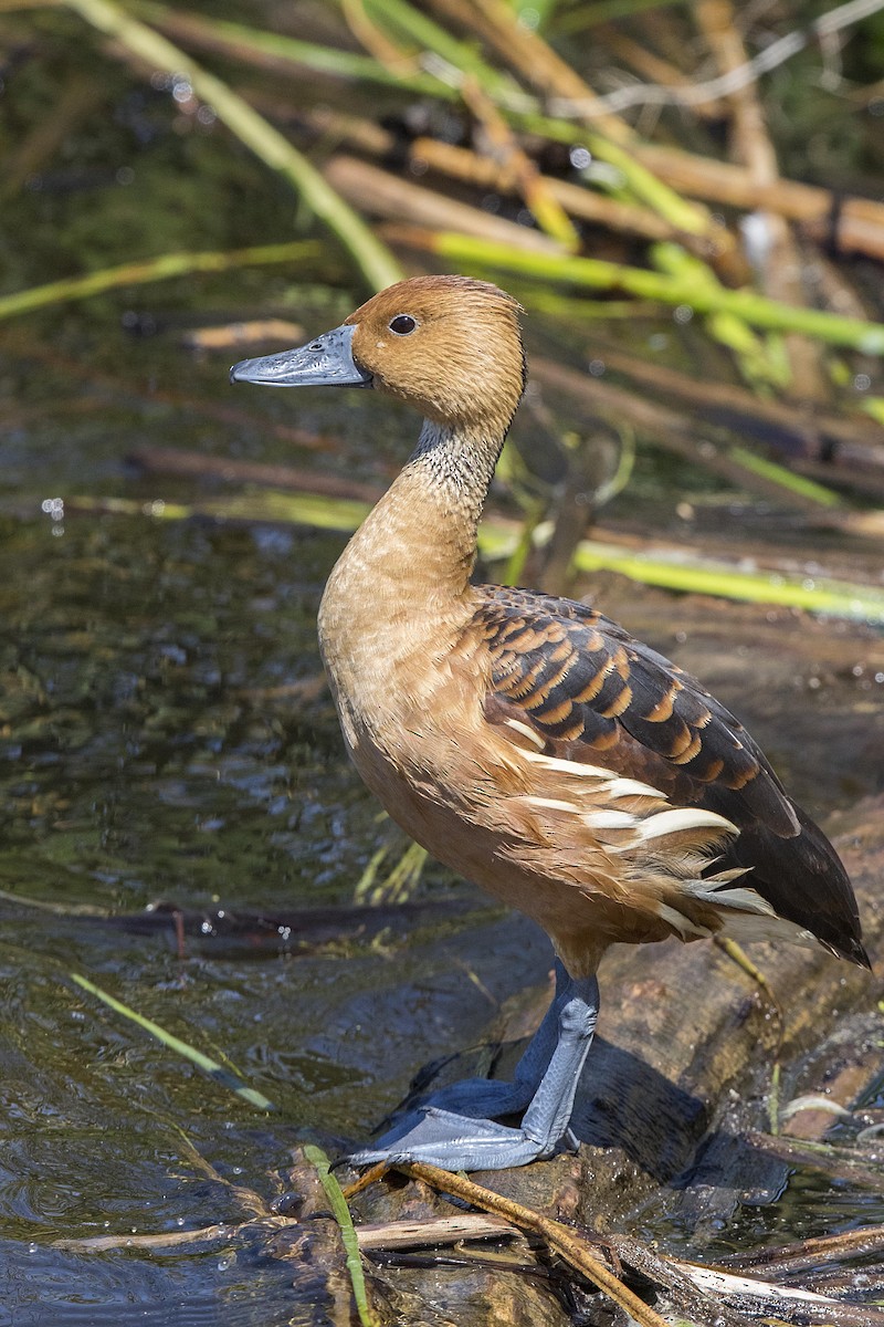 Fulvous Whistling-Duck - ML93701731