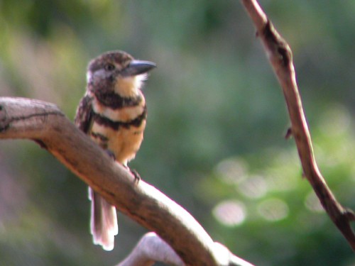 Two-banded Puffbird - Brennan Mulrooney