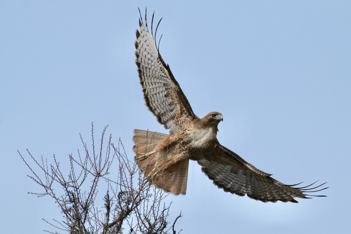 Red-tailed Hawk - Russ Morgan