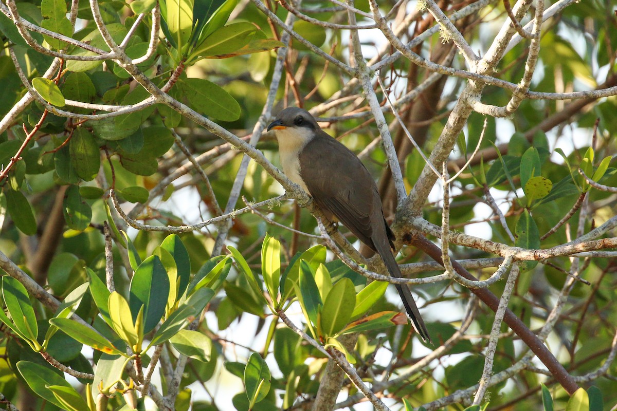 Mangrove Cuckoo - ML93719331