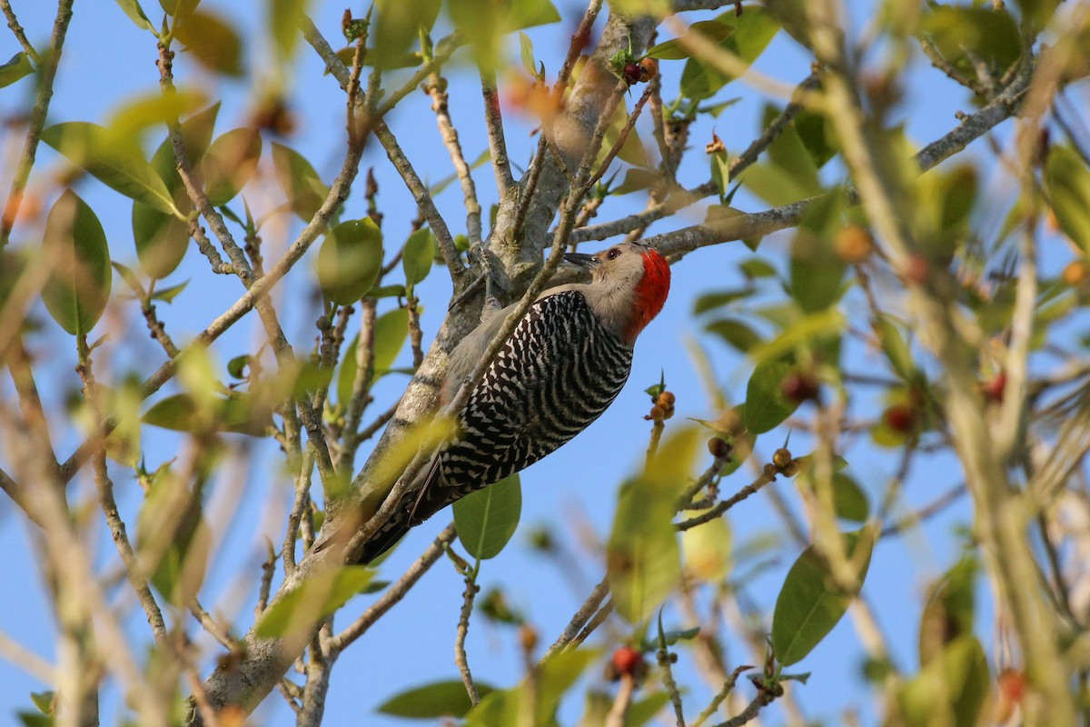 Red-bellied Woodpecker - Tommy Pedersen