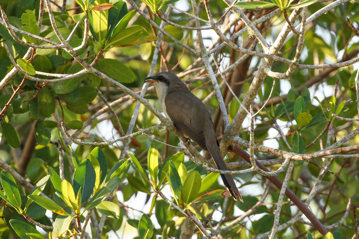 Mangrove Cuckoo - ML93720431