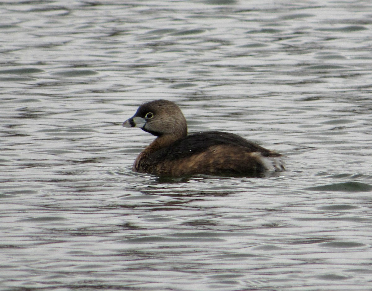 Pied-billed Grebe - Debbie and Mark Raven