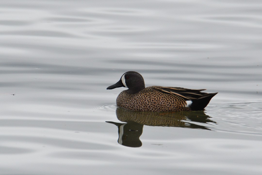 Blue-winged Teal - ML93724341