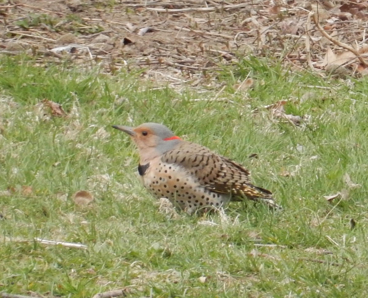 Northern Flicker (Yellow-shafted) - Peter Paul