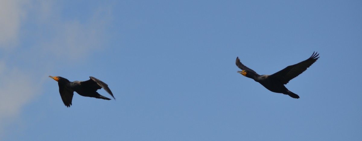 Double-crested Cormorant - Bill Uttenweiler