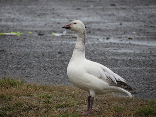 Snow Goose, ML93727251