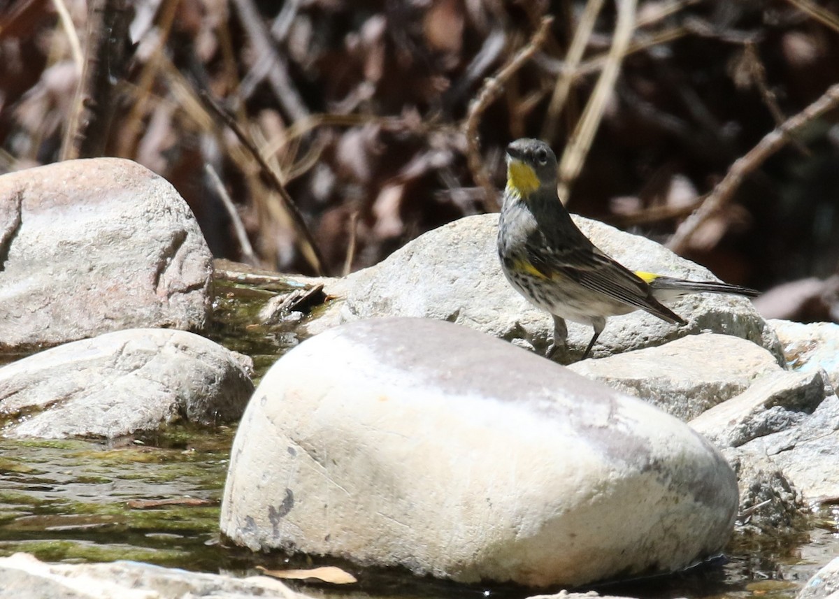 Yellow-rumped Warbler (Audubon's) - Louis Hoeniger