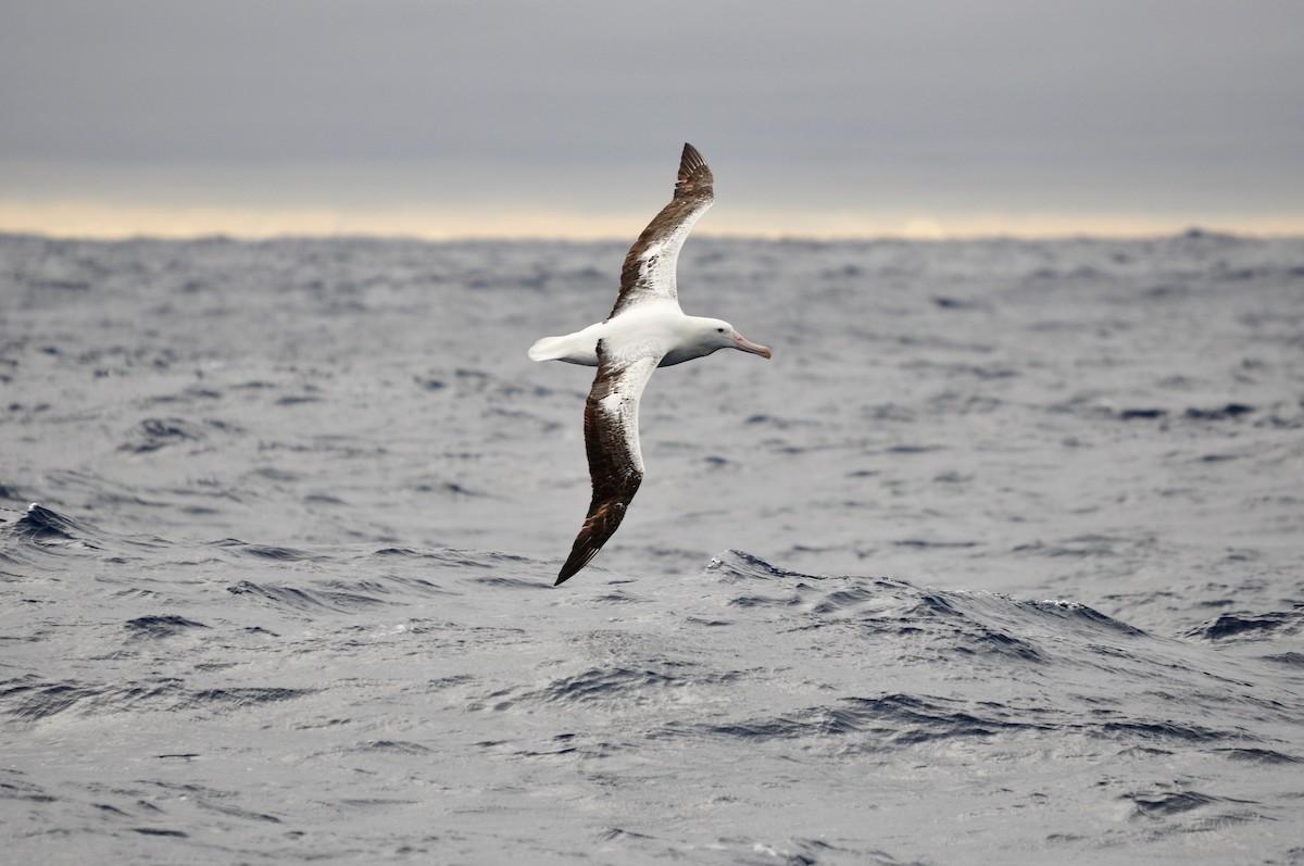 Royal Albatross (Southern) - Heidi Krajewsky