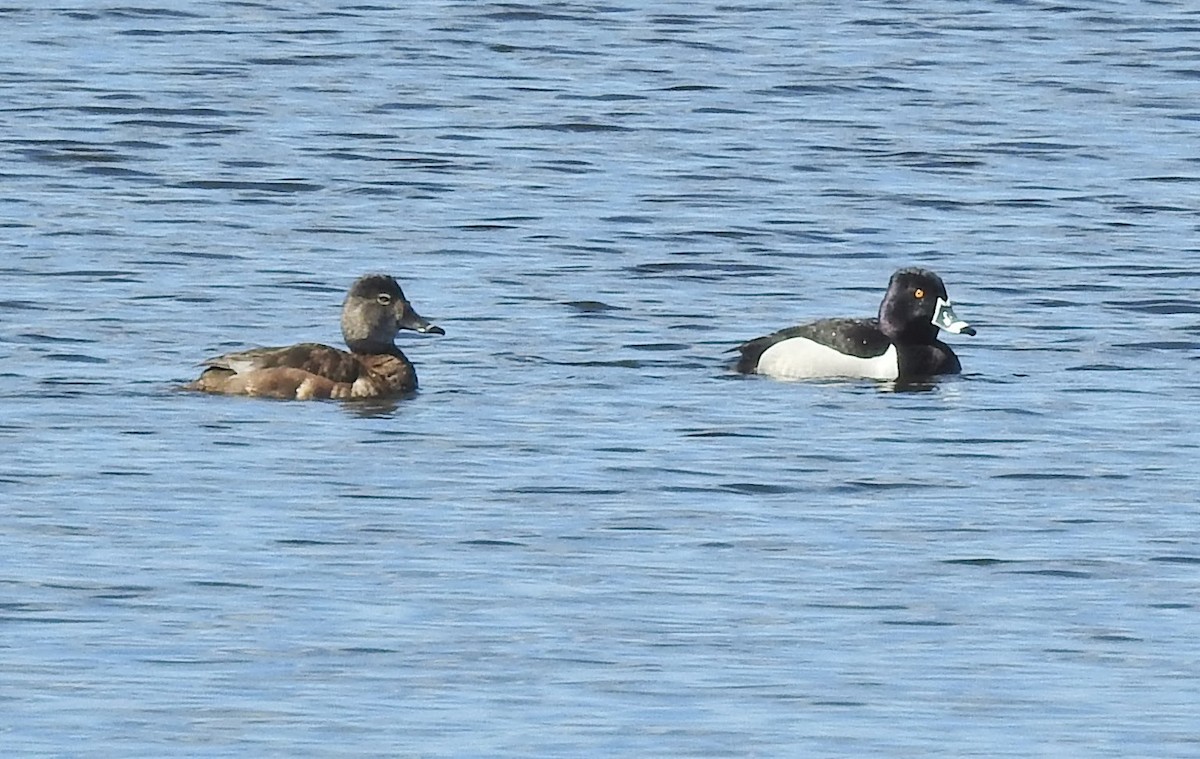Ring-necked Duck - Jean Crépeau