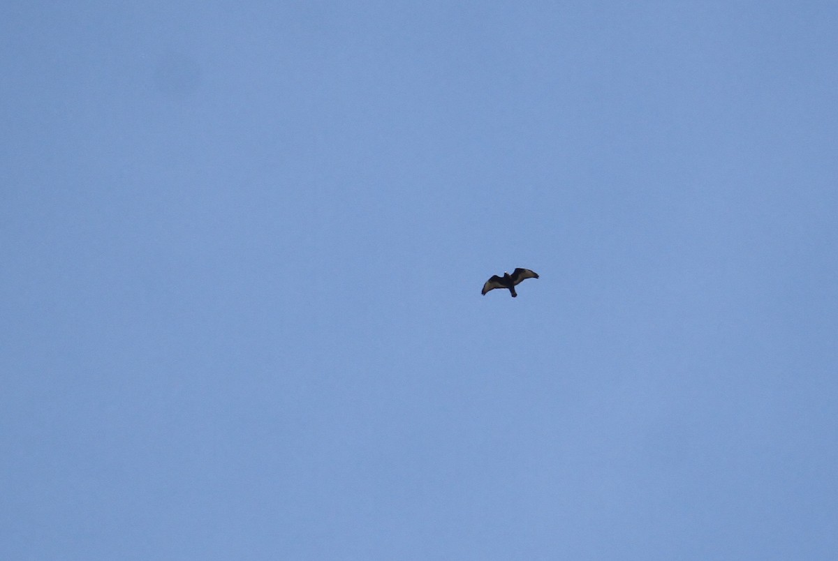 Red-tailed Hawk (abieticola) - ML93734841