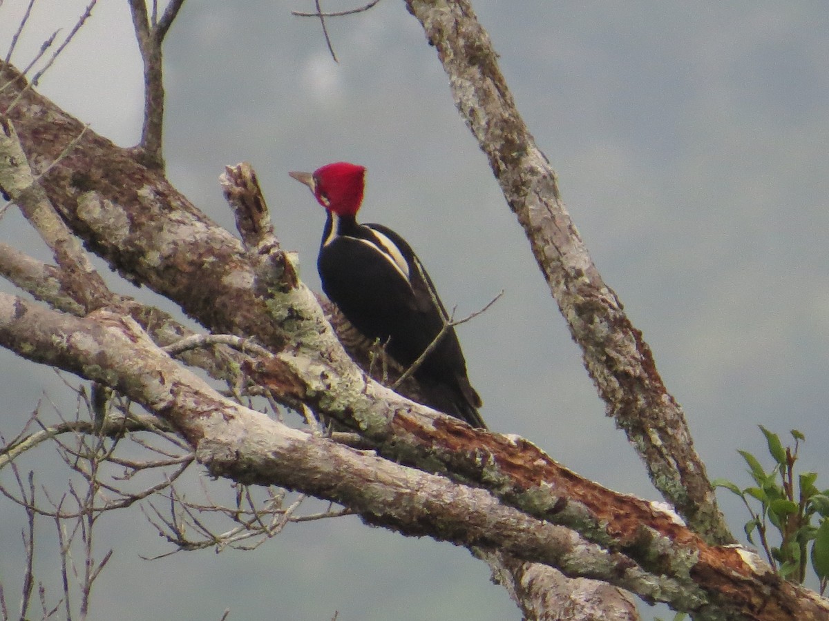 Crimson-crested Woodpecker - Ann Truesdale