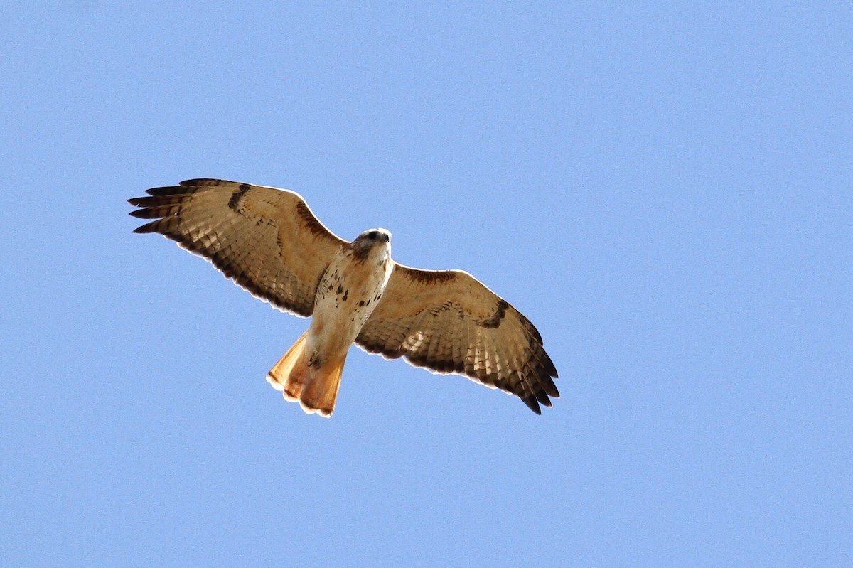 Red-tailed Hawk (Krider's) - ML93734961