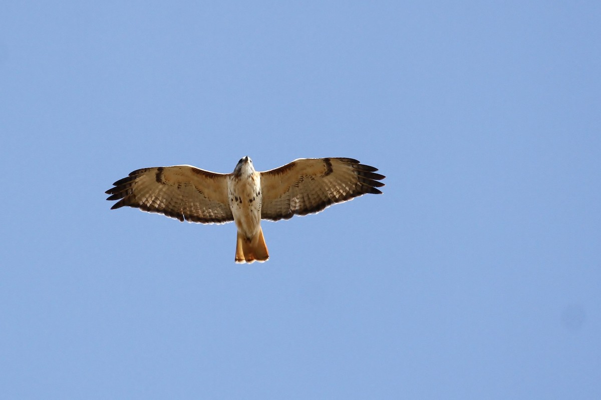 Red-tailed Hawk (Krider's) - Alex Lamoreaux