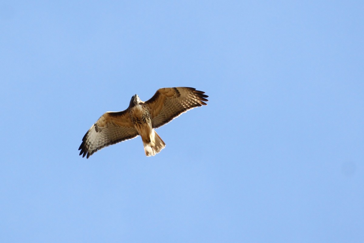 Red-tailed Hawk (abieticola) - ML93735281
