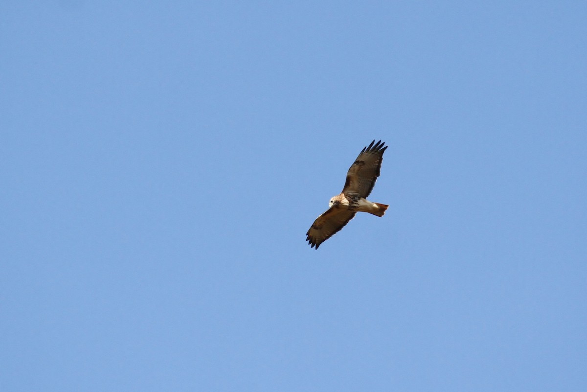 Red-tailed Hawk (abieticola) - ML93735291