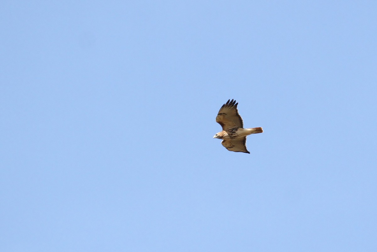 Red-tailed Hawk (abieticola) - ML93735301