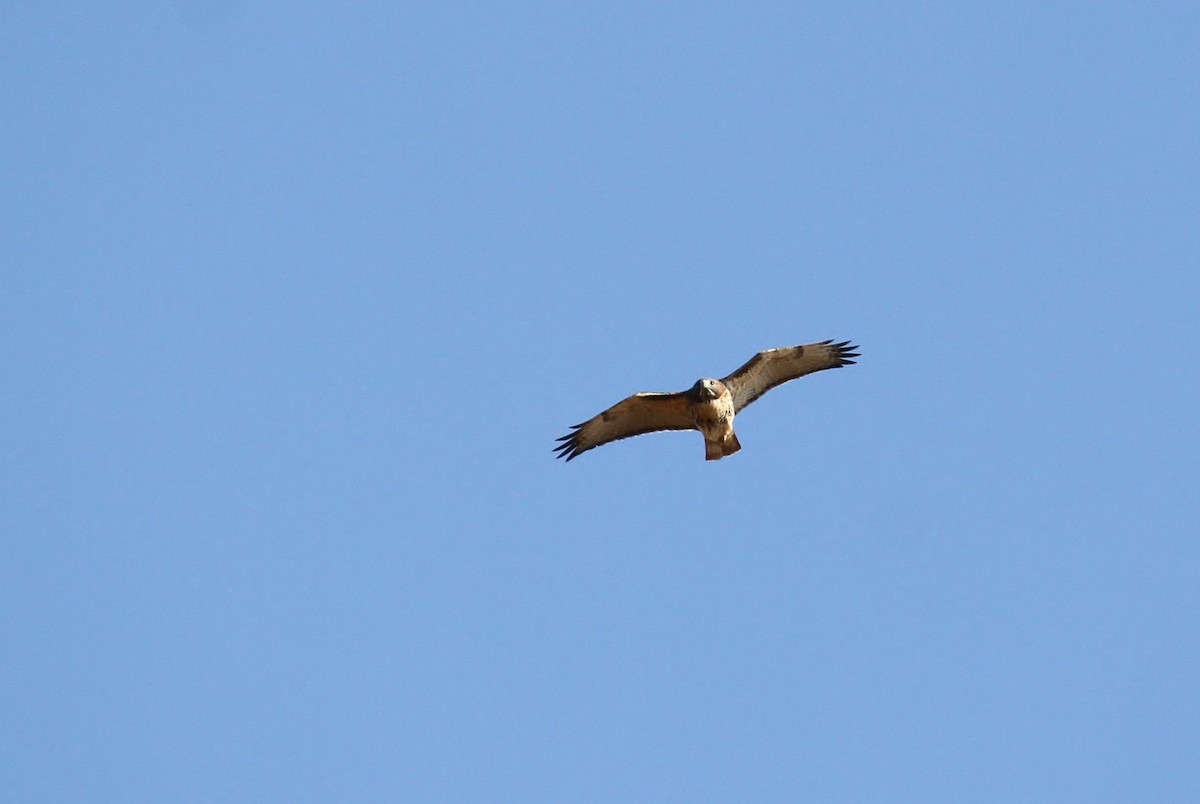 Red-tailed Hawk (abieticola) - ML93735311