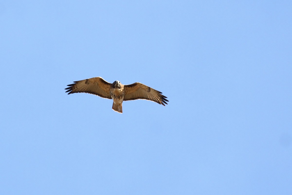 Red-tailed Hawk (abieticola) - ML93735321