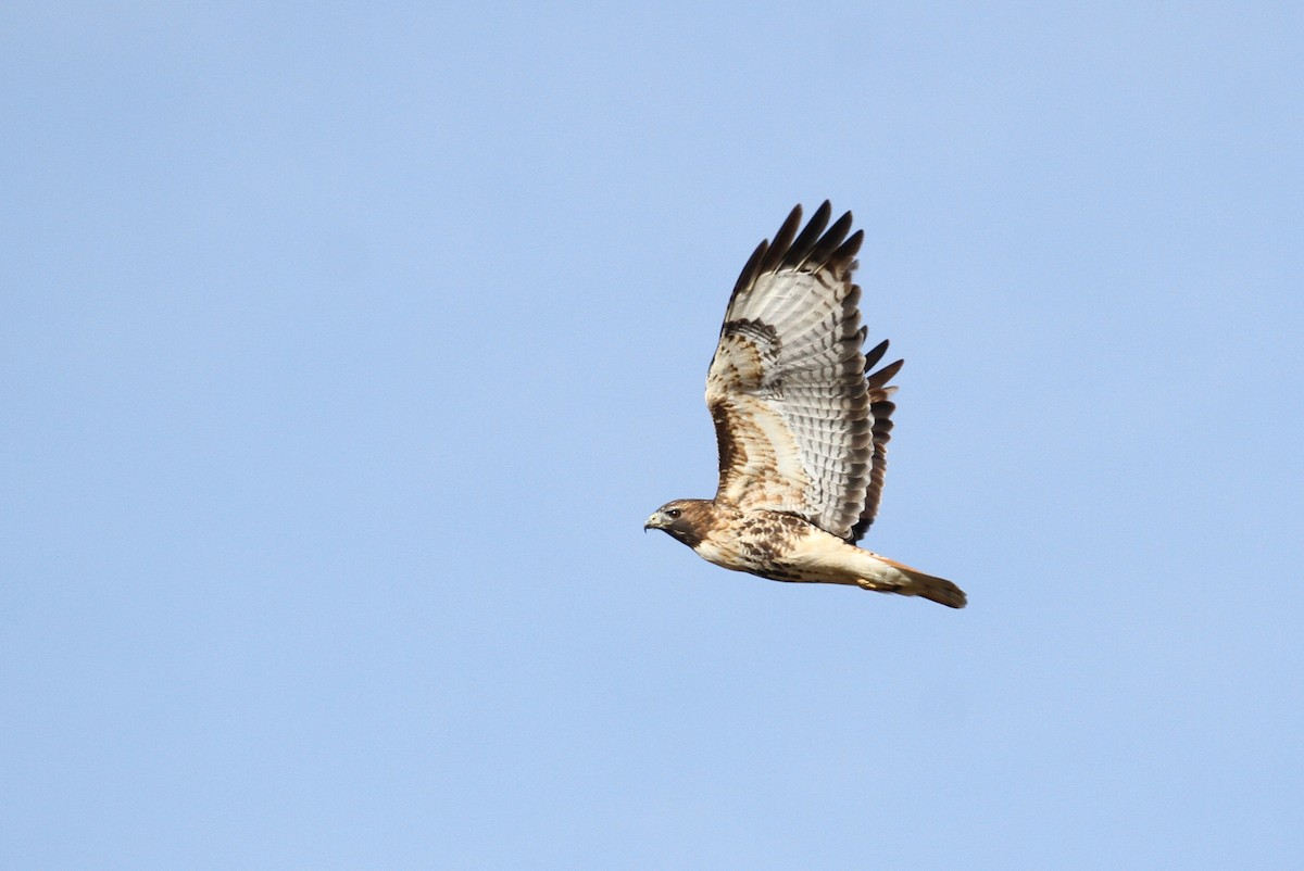 Red-tailed Hawk (abieticola) - ML93735341