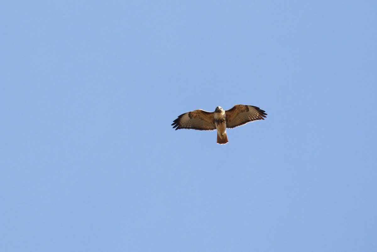Red-tailed Hawk (abieticola) - ML93735351