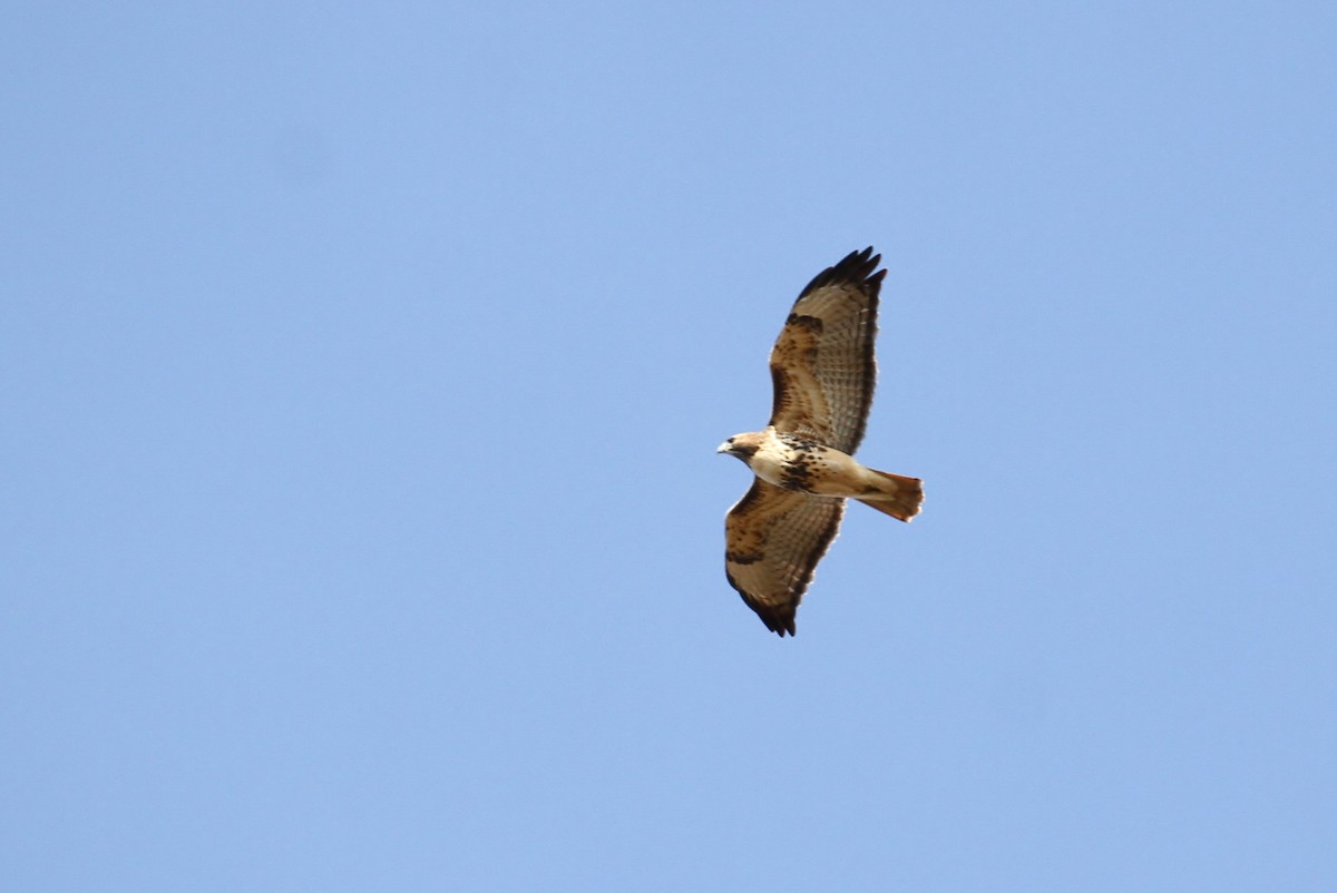 Red-tailed Hawk (abieticola) - ML93735361