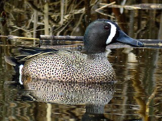 Blue-winged Teal, ML93735551