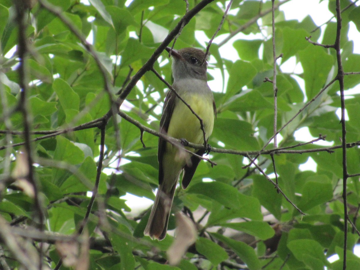 Great Crested Flycatcher - ML93737621